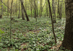 Rubus hirtus