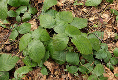 Rubus hirtus