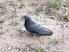 Columba livia