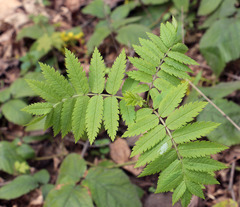 Sorbus aucuparia
