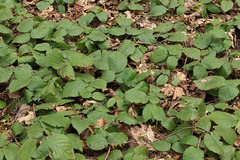 Rubus hirtus