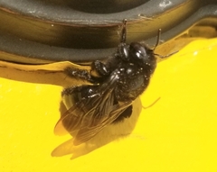 Xylocopa tabaniformis