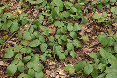 Rubus hirtus
