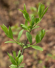 Euonymus europaeus