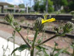 Picris hieracioides
