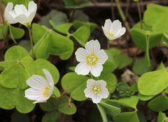 Oxalis acetosella