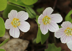 Oxalis acetosella