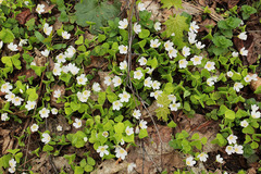 Oxalis acetosella