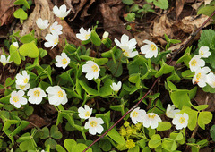 Oxalis acetosella