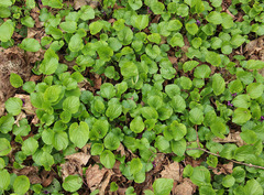 Viola odorata