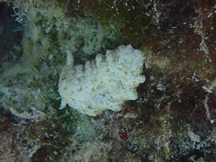 Plakobranchus ocellatus