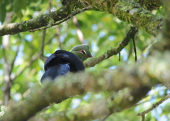 Tauraco corythaix phoebus