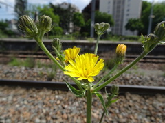 Picris hieracioides