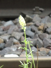 Reseda lutea