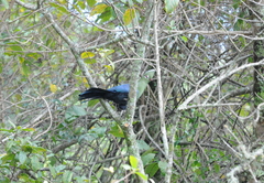 Tauraco corythaix phoebus