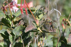Pelargonium acetosum