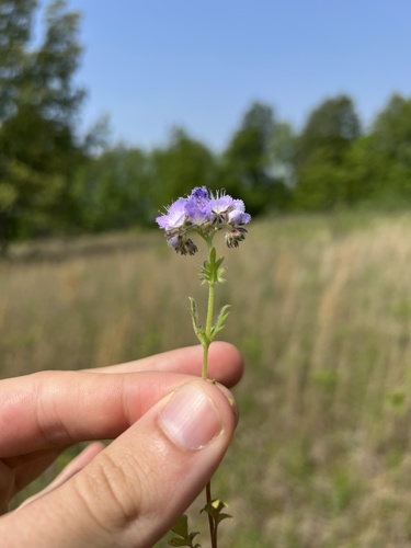 Brand's phacelia (Phacelia gilioides)