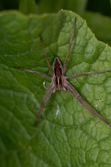 Pisaura mirabilis