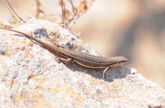 Trachylepis laevigata