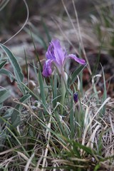 Iris tigridia