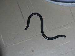 Afrotyphlops mucruso