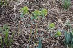 Euphorbia alpina