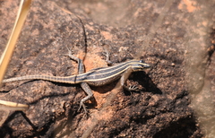 Platysaurus orientalis