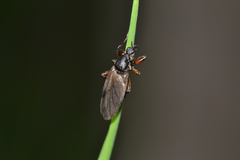 Bibio varipes