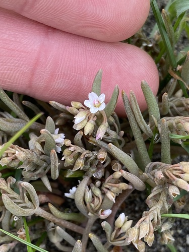 Pale Claytonia