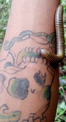 Anadenobolus monilicornis