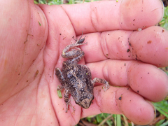 Pristimantis unistrigatus