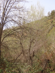 Salix exigua hindsiana