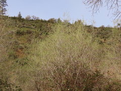 Salix exigua hindsiana