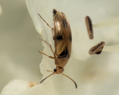 Anaspis maculata