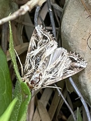 Spodoptera pulchella