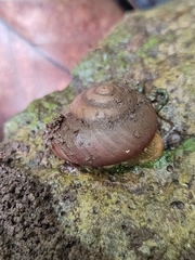 Rhysotina