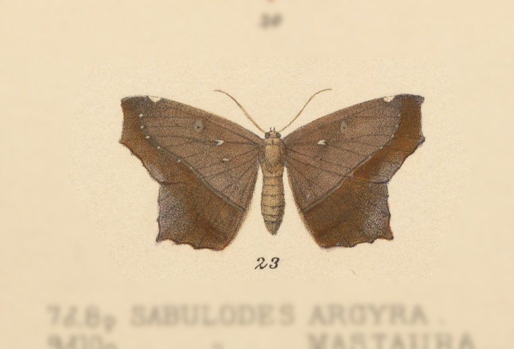 Trotopera arrhapa