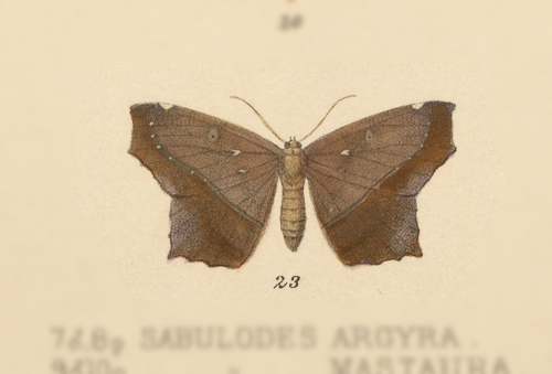Trotopera arrhapa