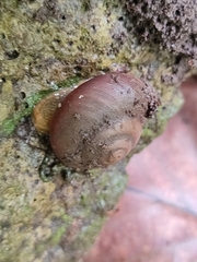 Rhysotina