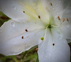Rhododendron mucronatum