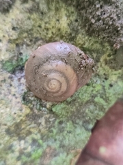 Rhysotina