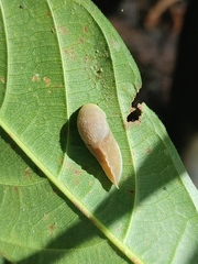 Dendrolimax greeffi