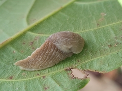 Dendrolimax greeffi