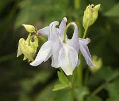 Aquilegia dumeticola