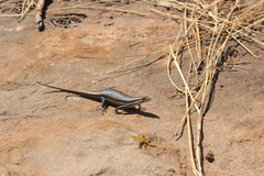 Trachylepis laevigata