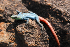 Platysaurus orientalis