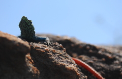 Platysaurus orientalis
