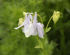 Aquilegia dumeticola