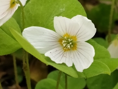Oxalis acetosella