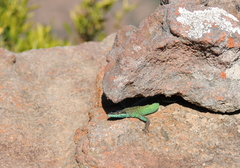Platysaurus orientalis